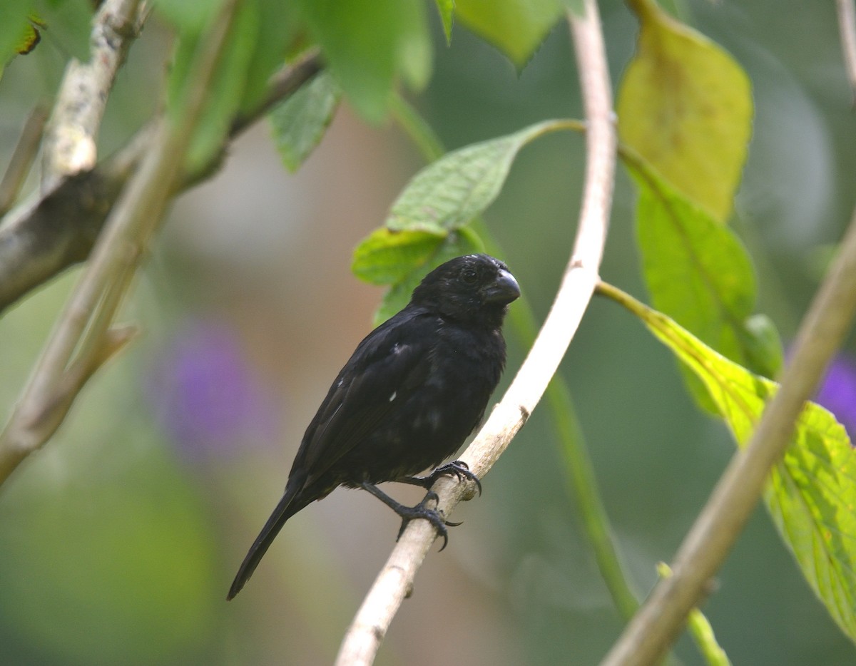 Variable Seedeater - ML624237936