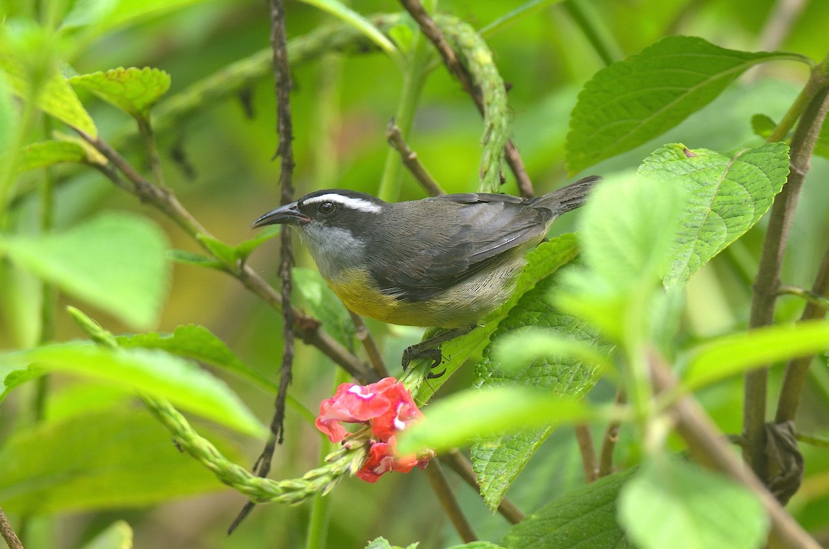 Bananaquit - ML624237944