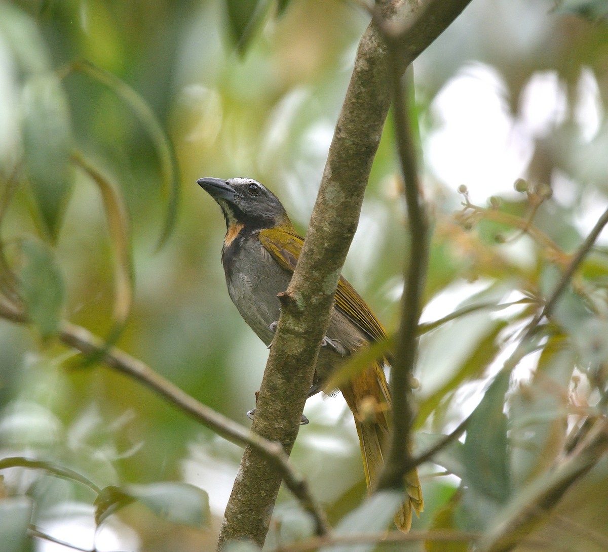 Buff-throated Saltator - ML624237949