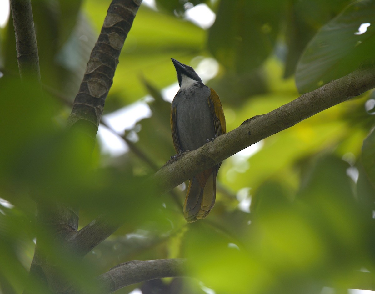 Black-headed Saltator - Ashis Kumar  Pradhan