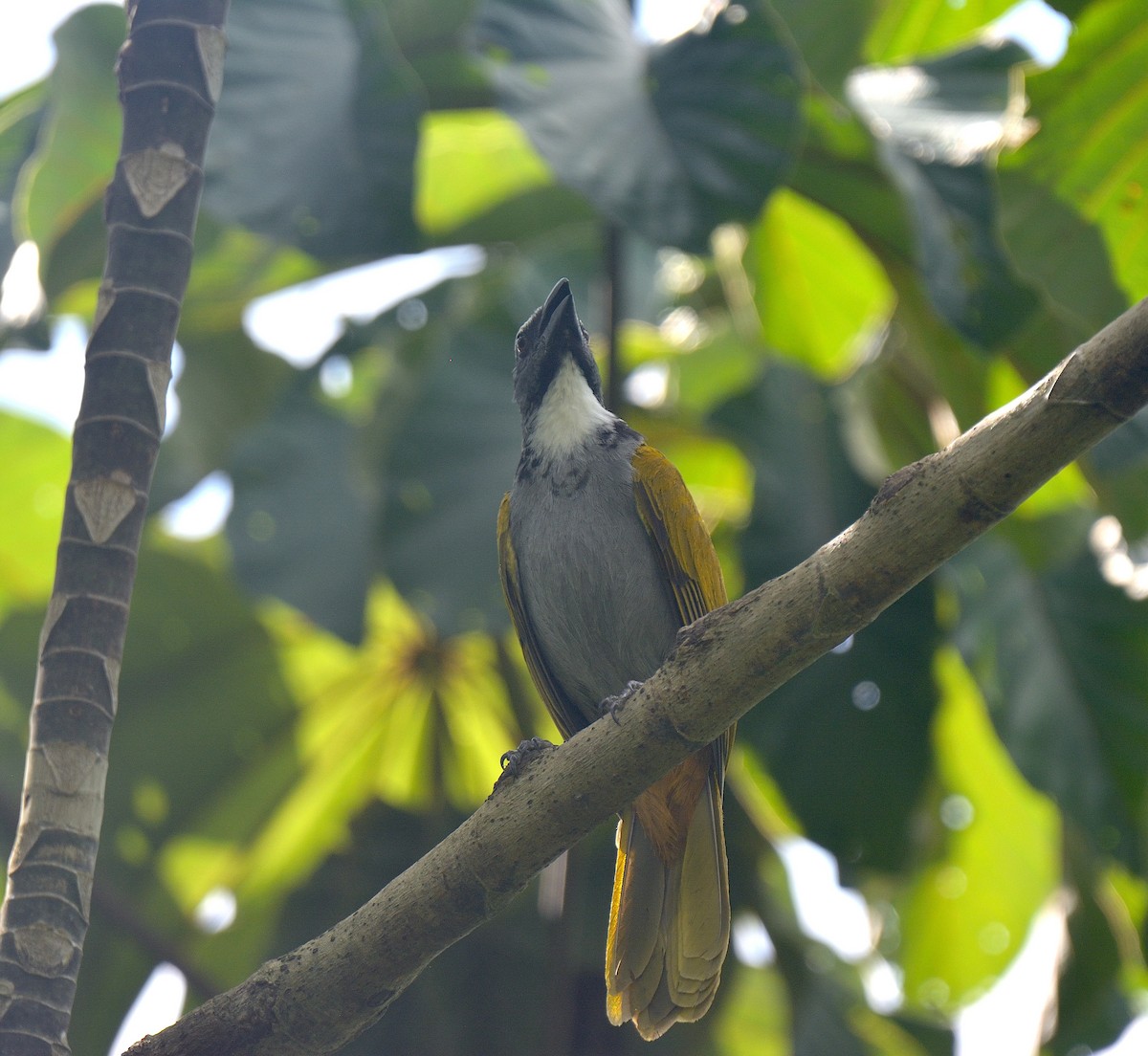 Black-headed Saltator - ML624237970