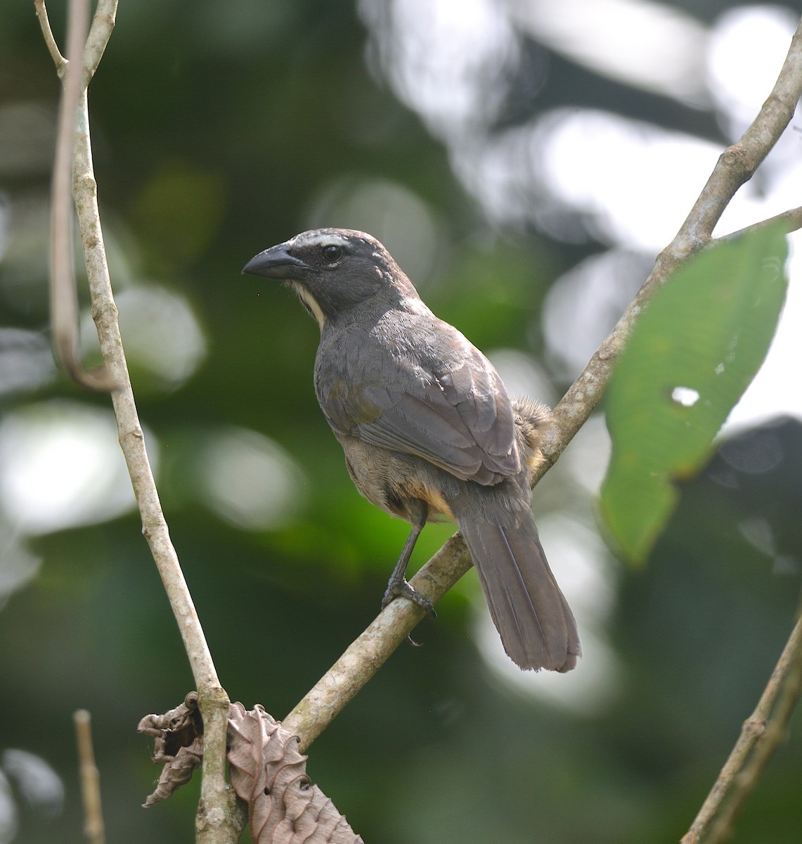 Cinnamon-bellied Saltator - ML624237989