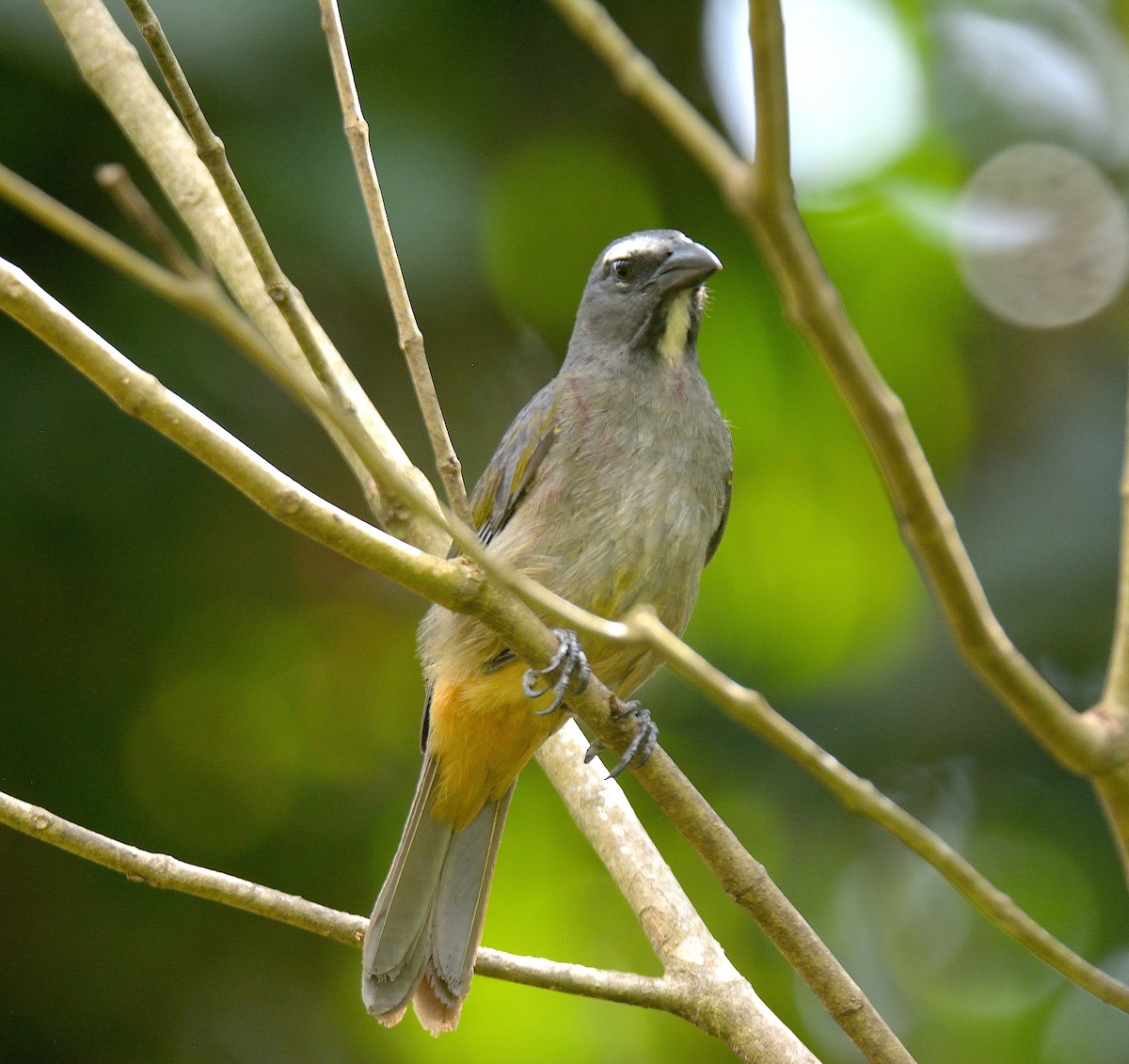 Cinnamon-bellied Saltator - ML624237990