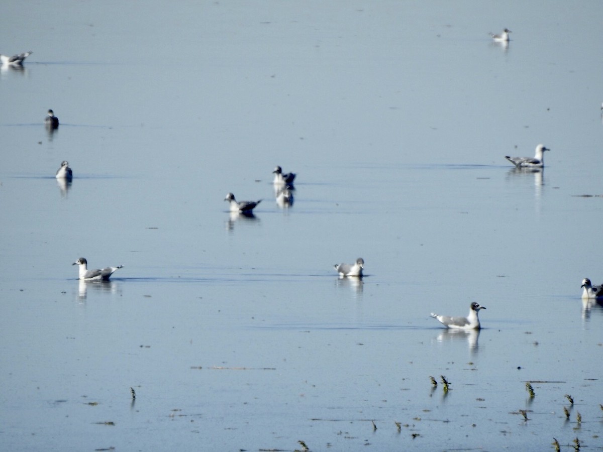 Franklin's Gull - Anita Hooker