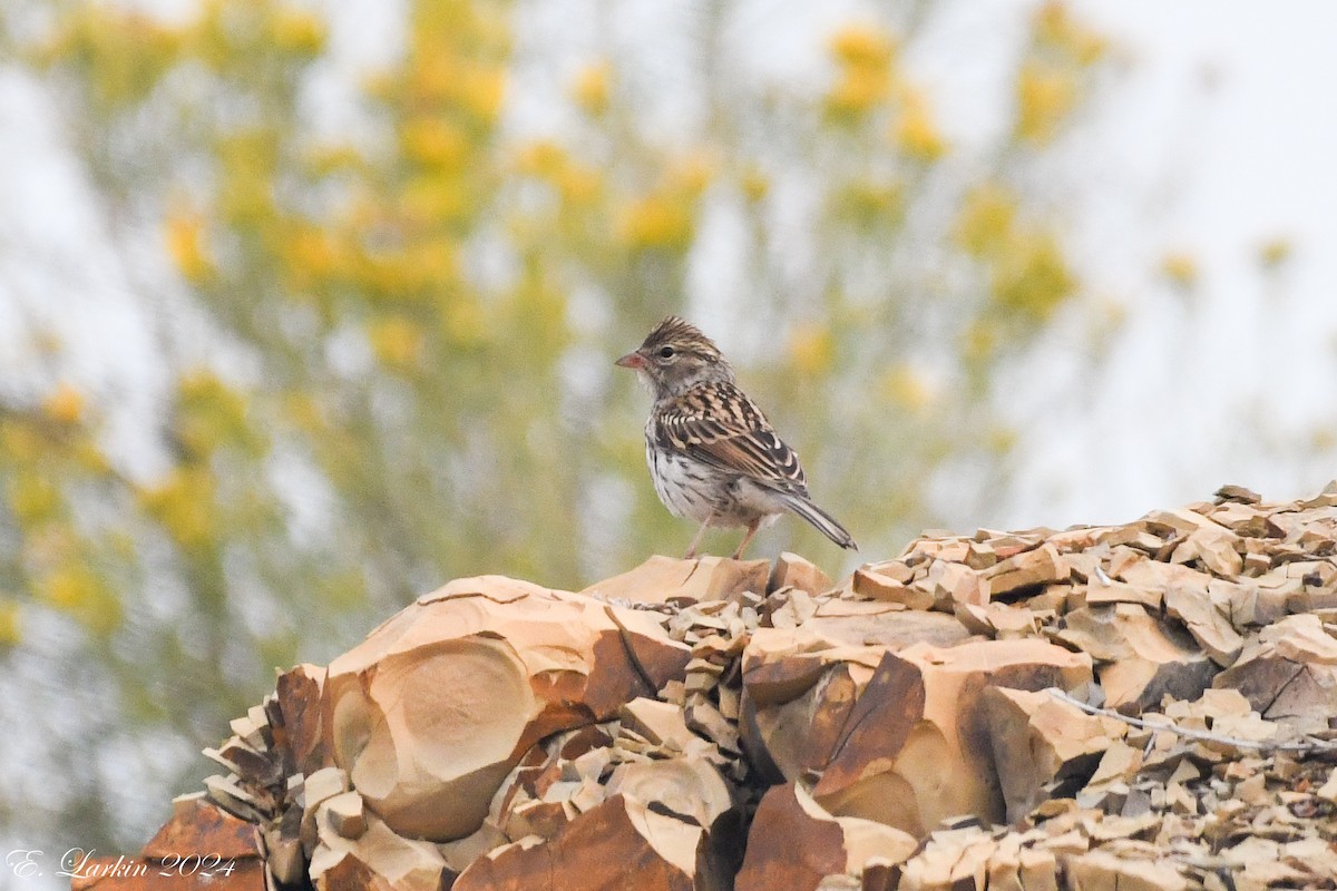 Savannah Sparrow - Emily Larkin