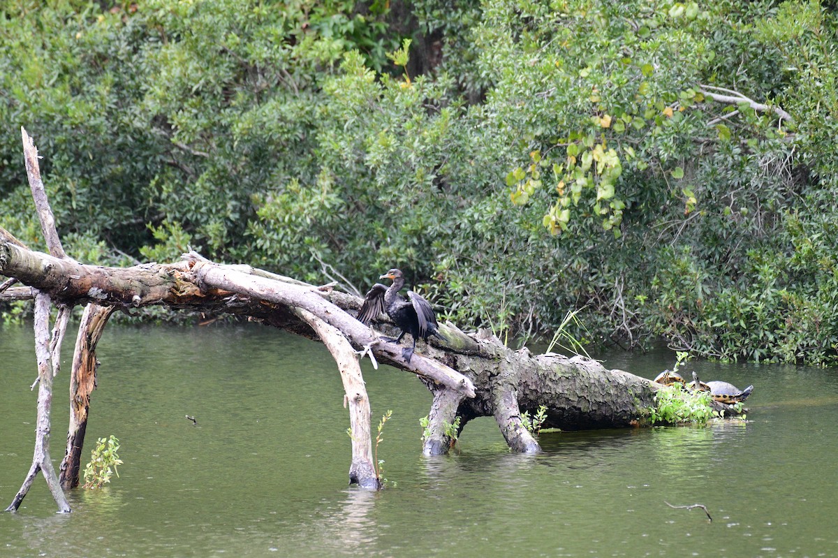 Double-crested Cormorant - ML624238030