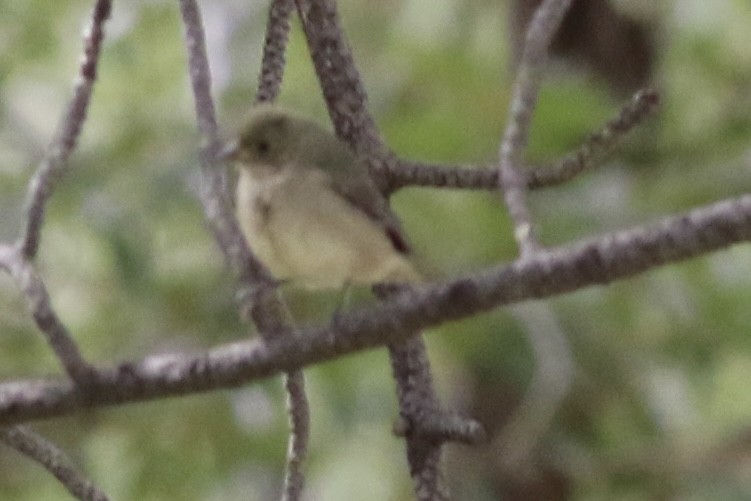 Painted Bunting - ML624238148