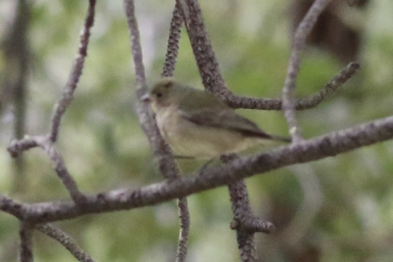 Painted Bunting - ML624238149