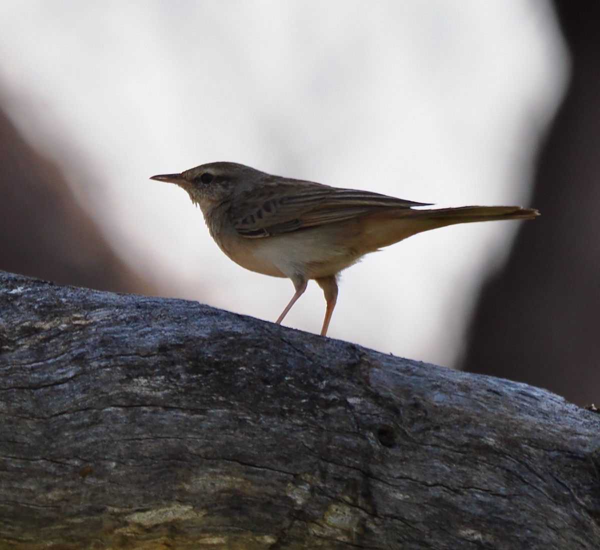 Rufous Songlark - ML624238251