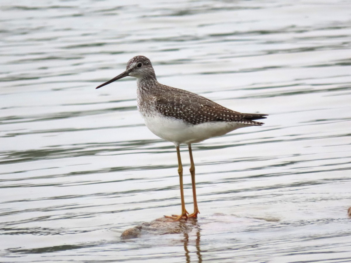 Greater Yellowlegs - ML624238266