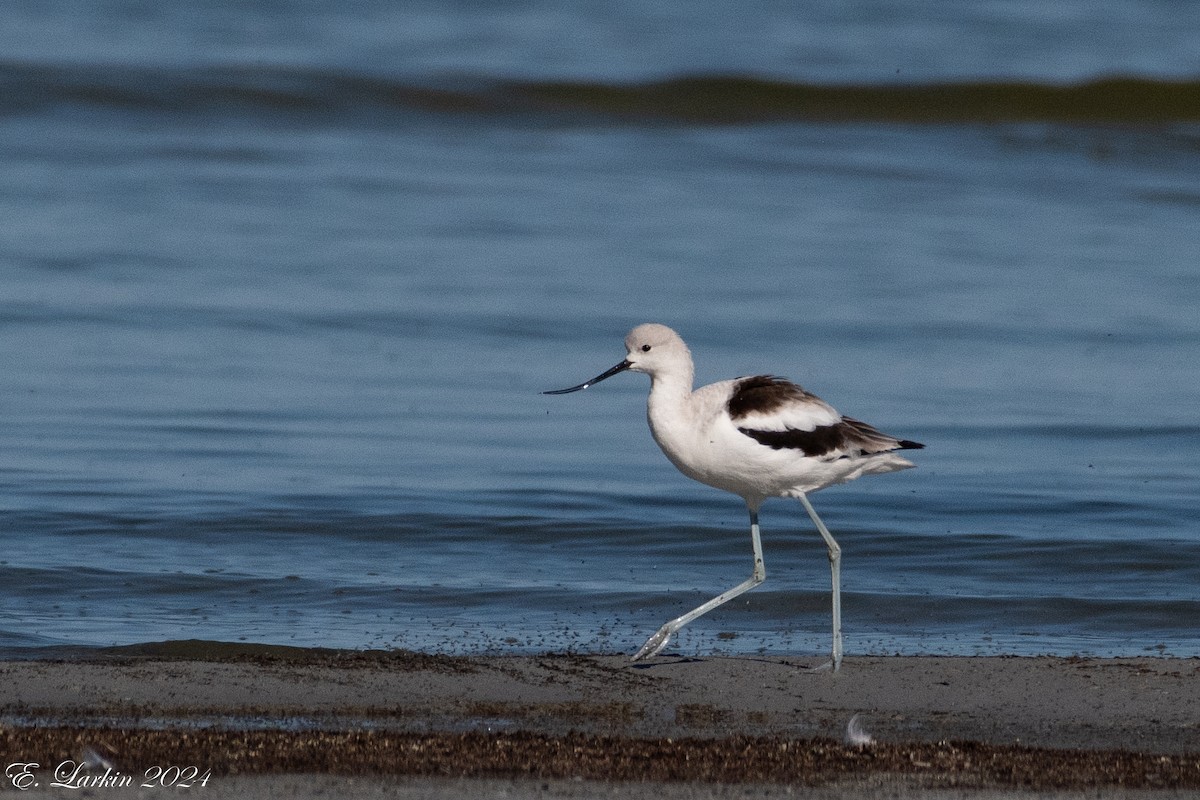 American Avocet - ML624238307