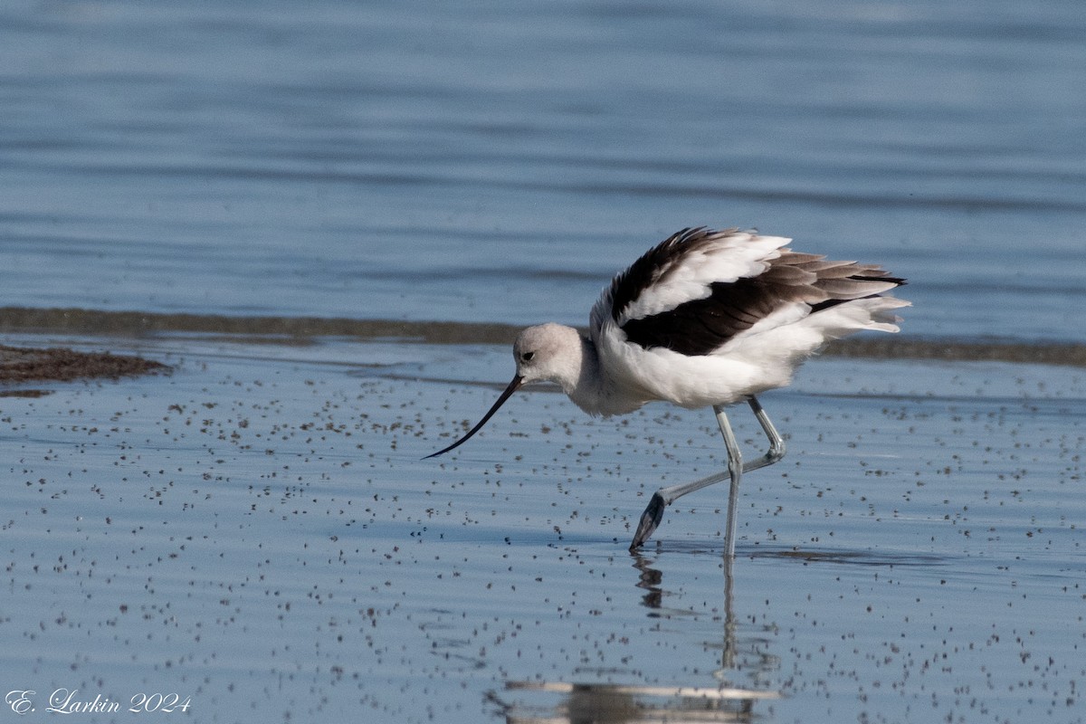 American Avocet - ML624238309