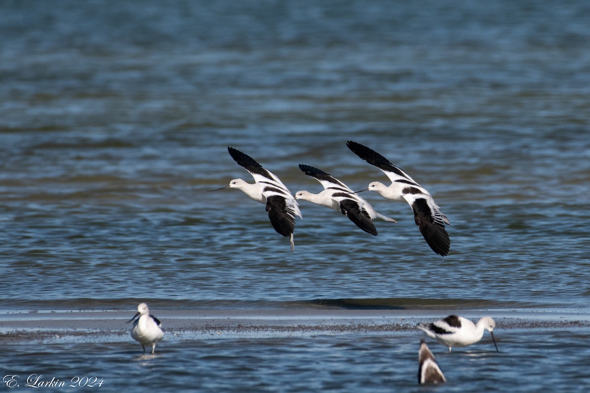 American Avocet - ML624238315