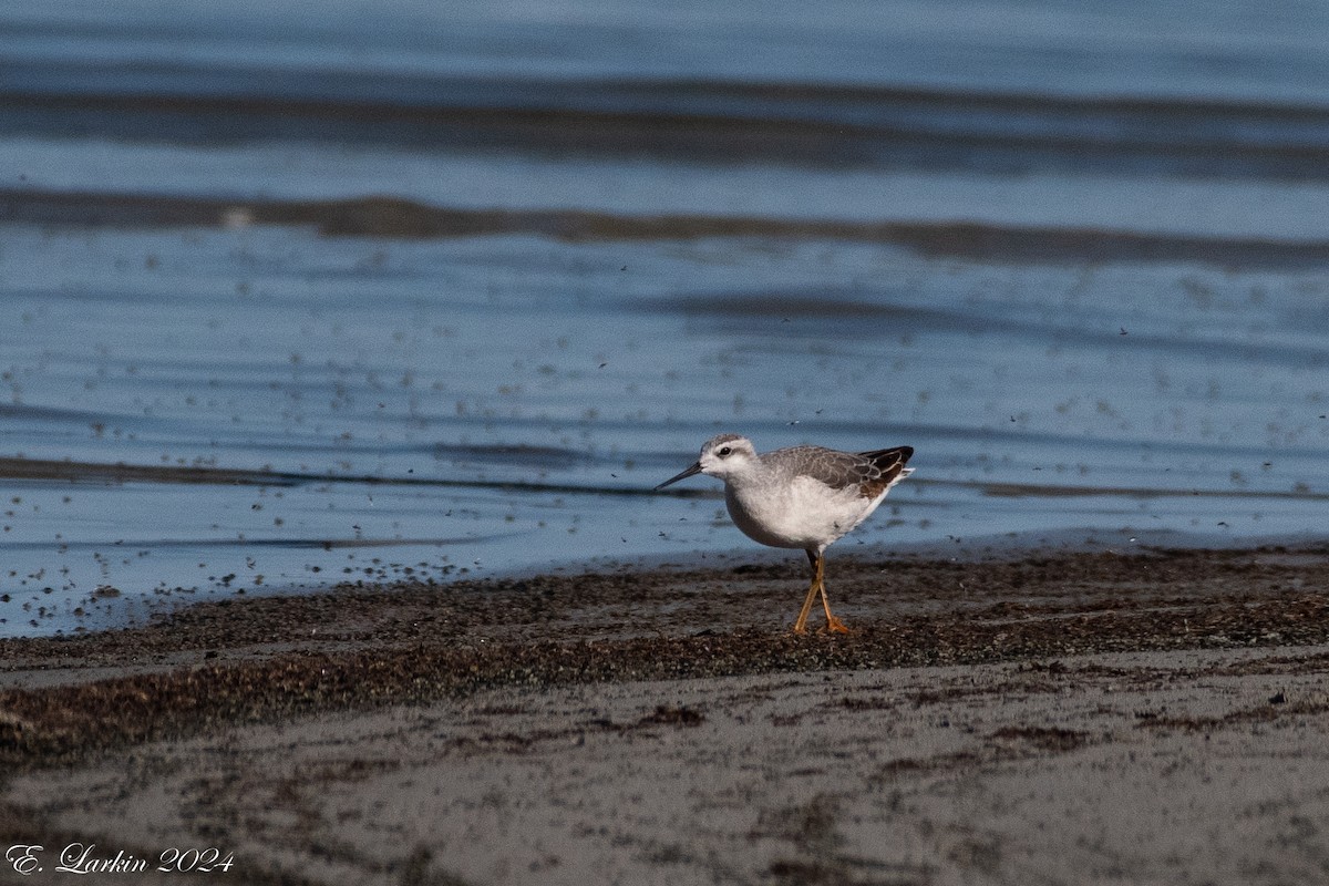 Wilson's Phalarope - Emily Larkin