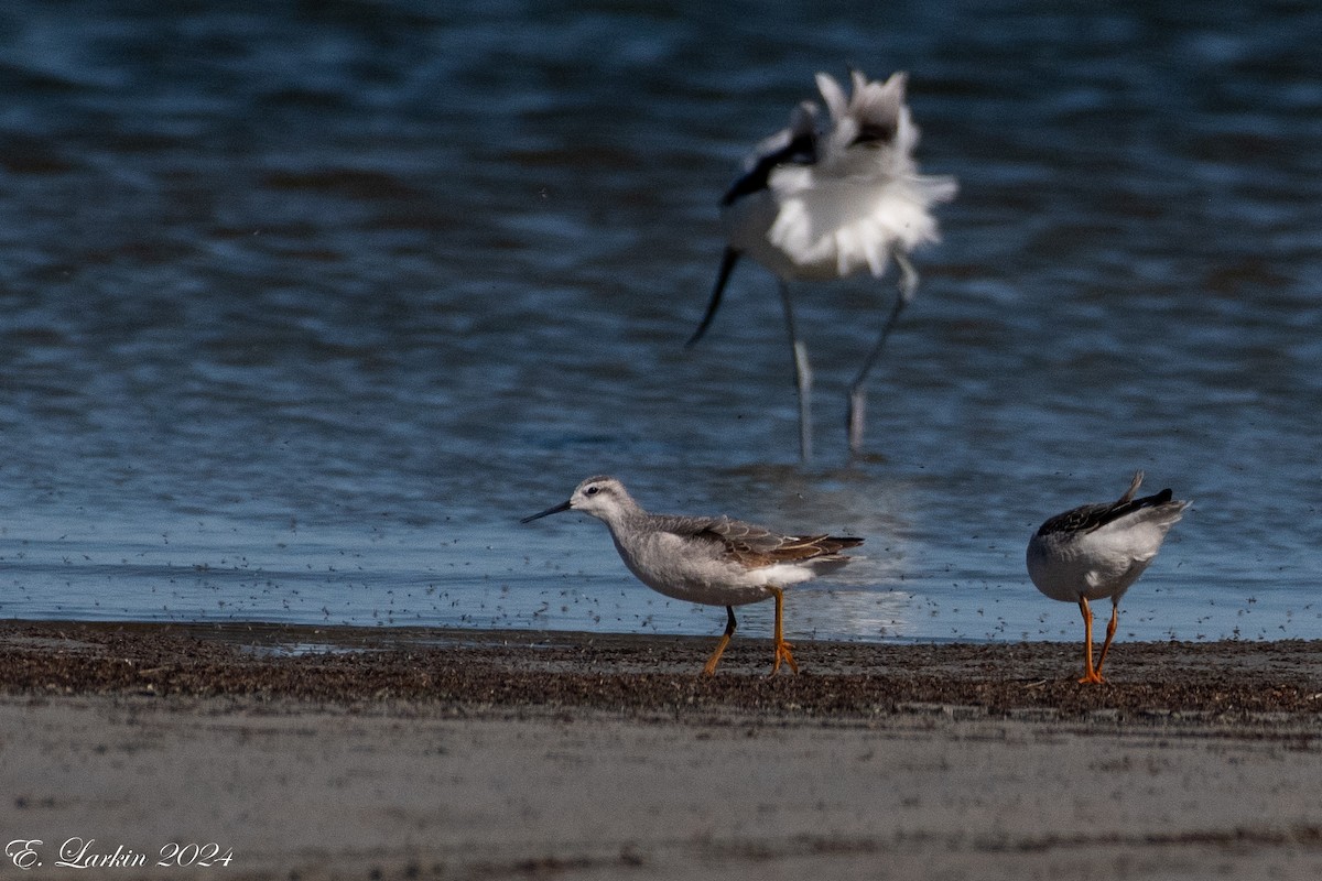 Wilson's Phalarope - ML624238322