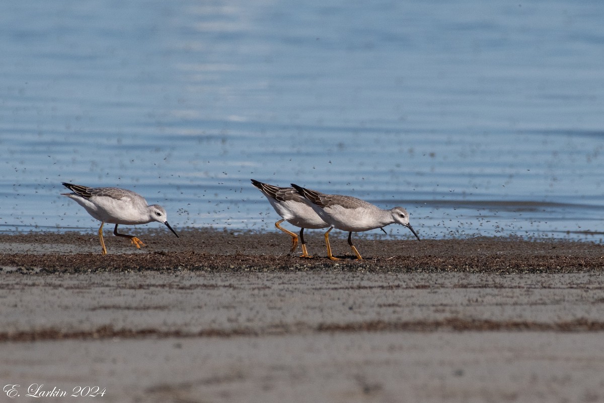 Wilson's Phalarope - ML624238323