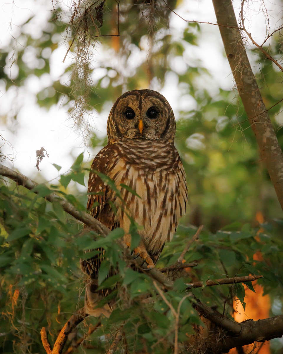 Barred Owl - ML624238332