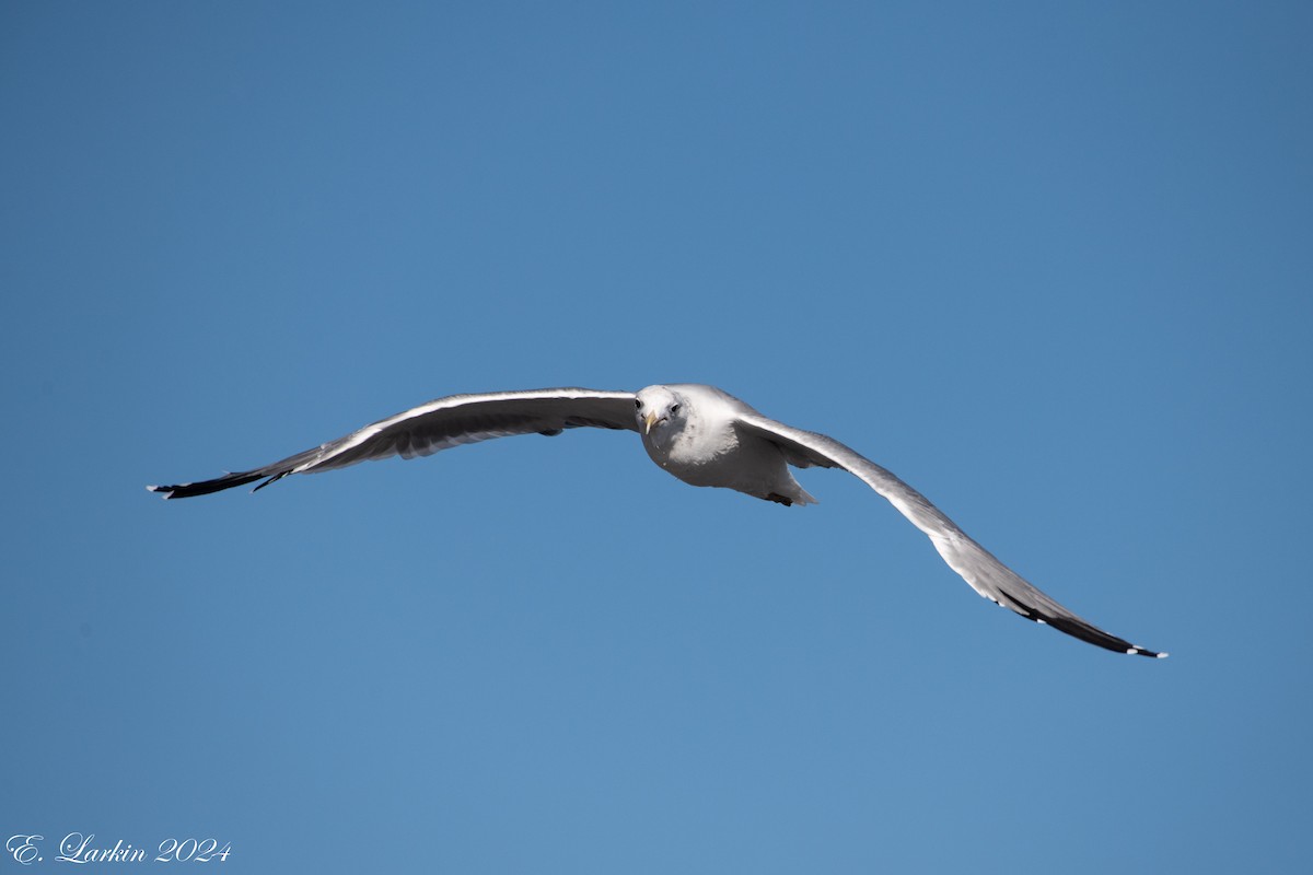 California Gull - ML624238342