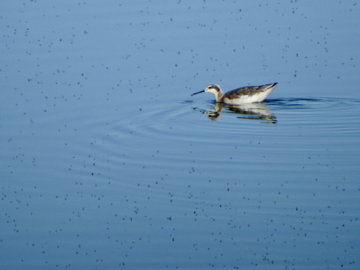 Wilson's Phalarope - Anita Hooker