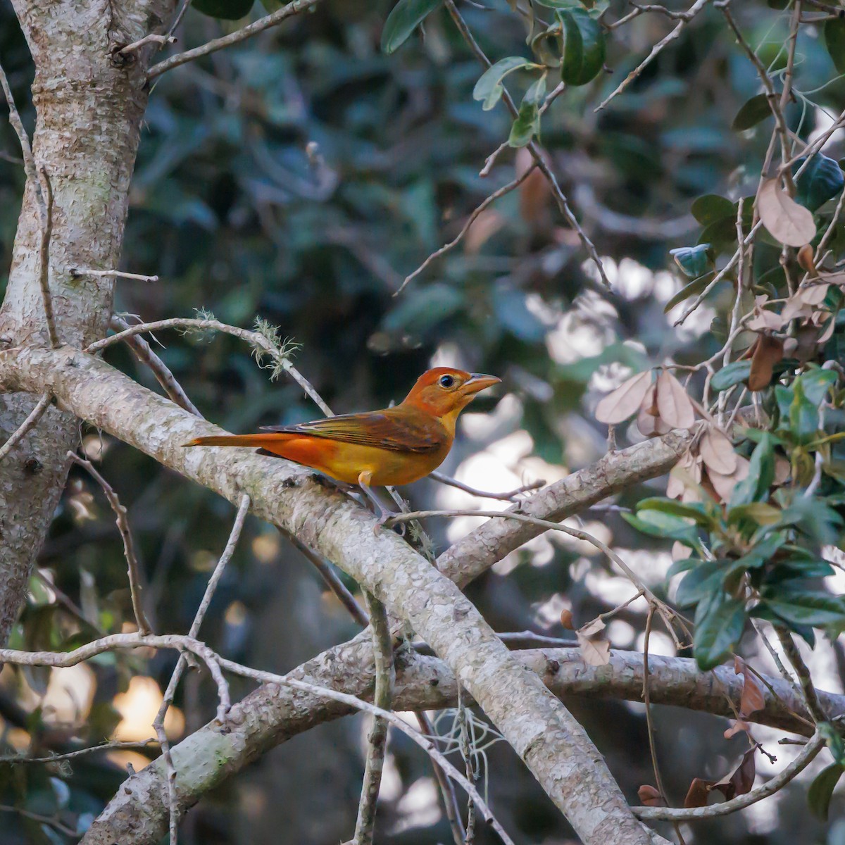 Summer Tanager - ML624238354