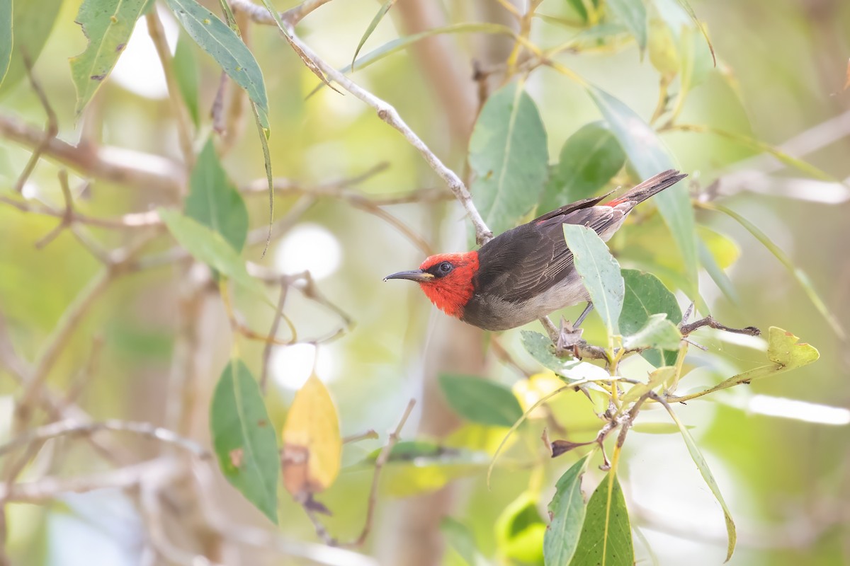 Red-headed Myzomela - ML624238358