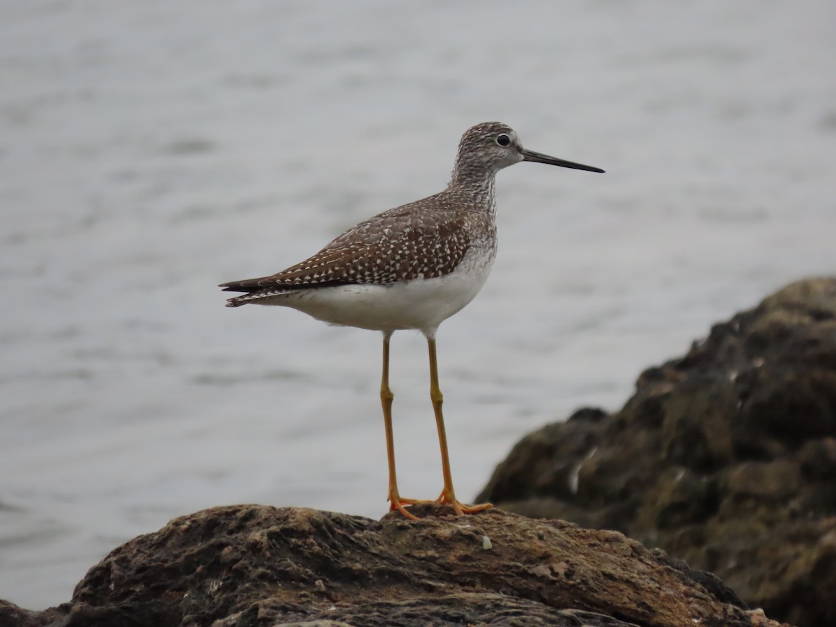 Greater Yellowlegs - ML624238376