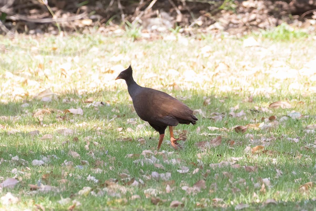 Orange-footed Megapode - ML624238396