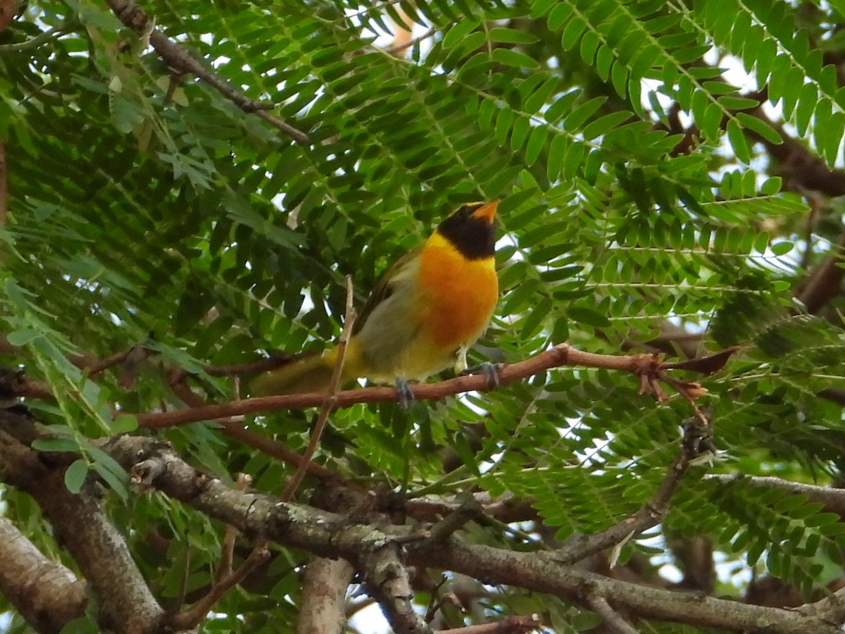 Guira Tanager - Ramon Mena