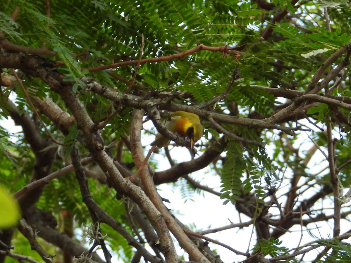 Guira Tanager - Ramon Mena