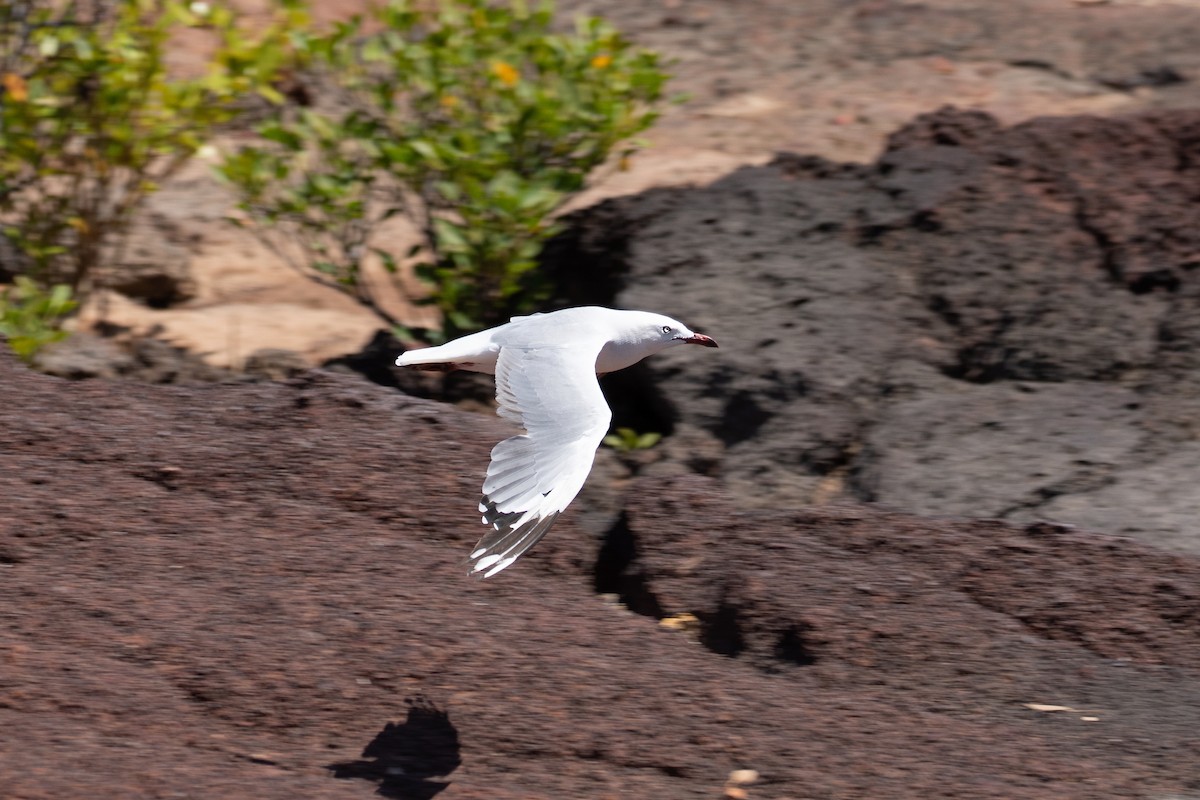 Gaviota Plateada (australiana) - ML624238436