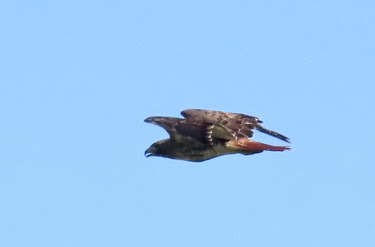 Red-tailed Hawk - Andrea Diamond