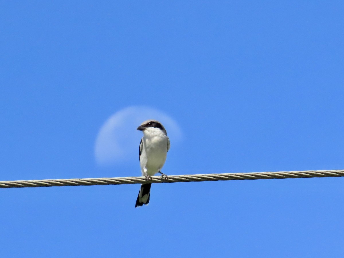 Loggerhead Shrike - Andrea Diamond