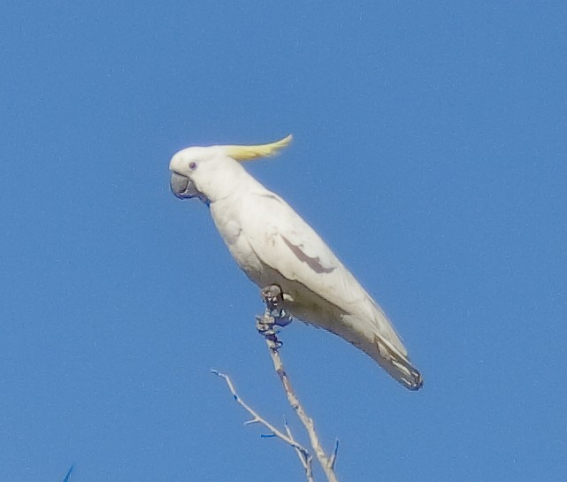 Sulphur-crested Cockatoo - ML624238572