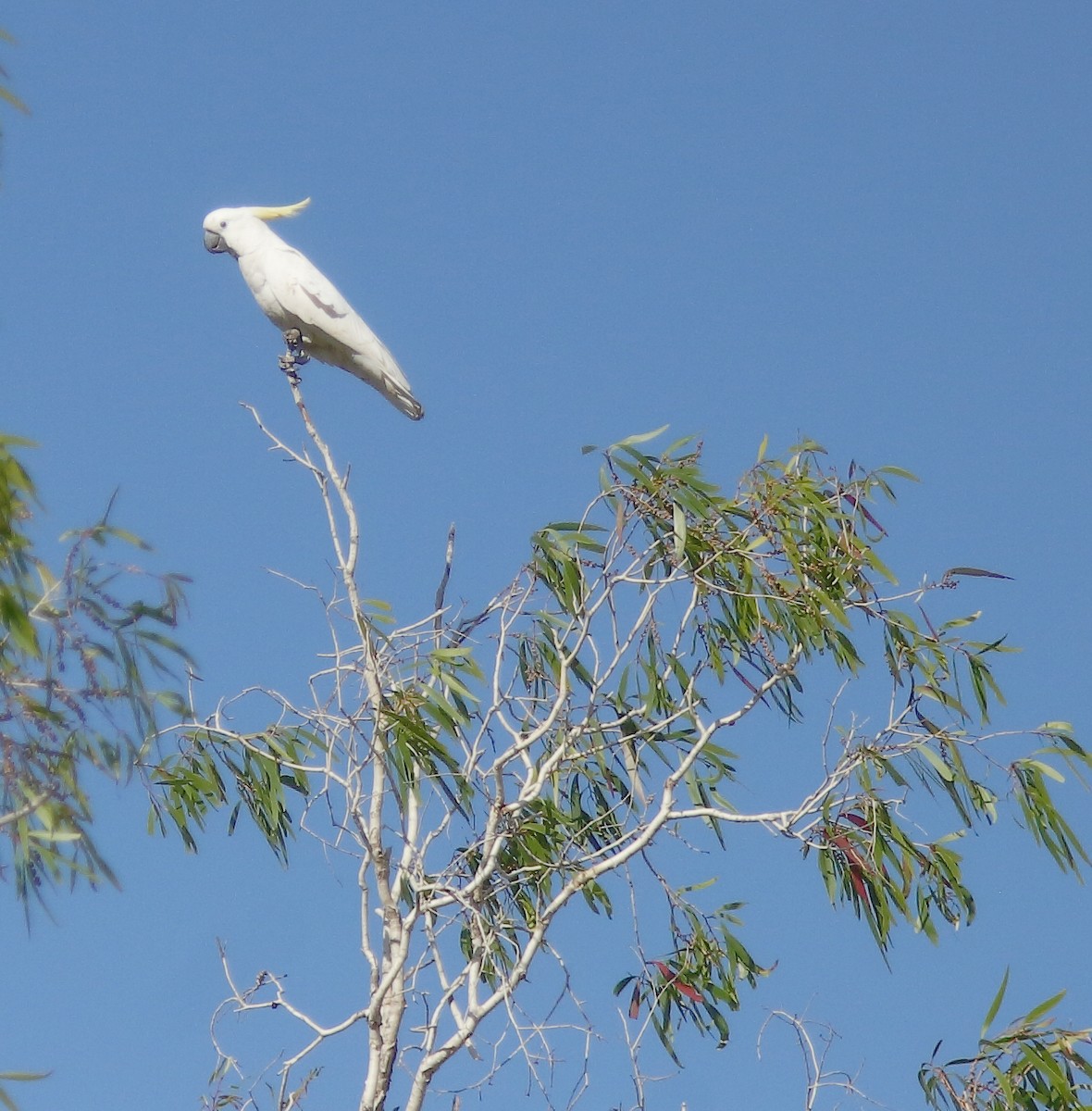 Sulphur-crested Cockatoo - ML624238573