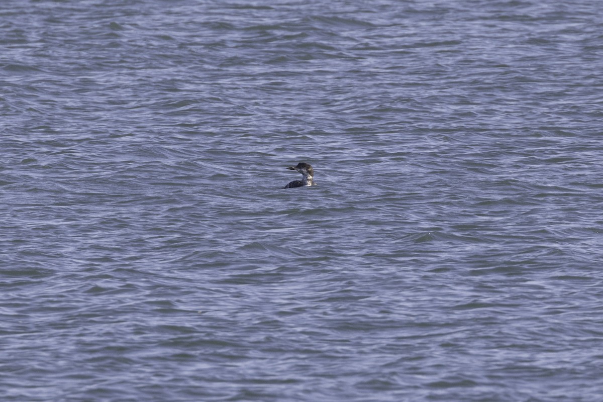 Common Loon - Anthony Gliozzo