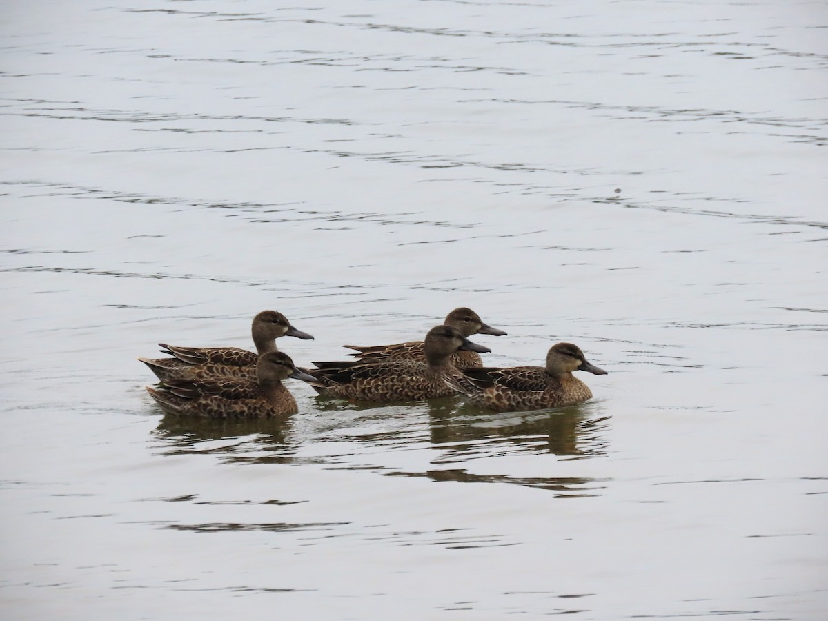 Blue-winged Teal - ML624238651