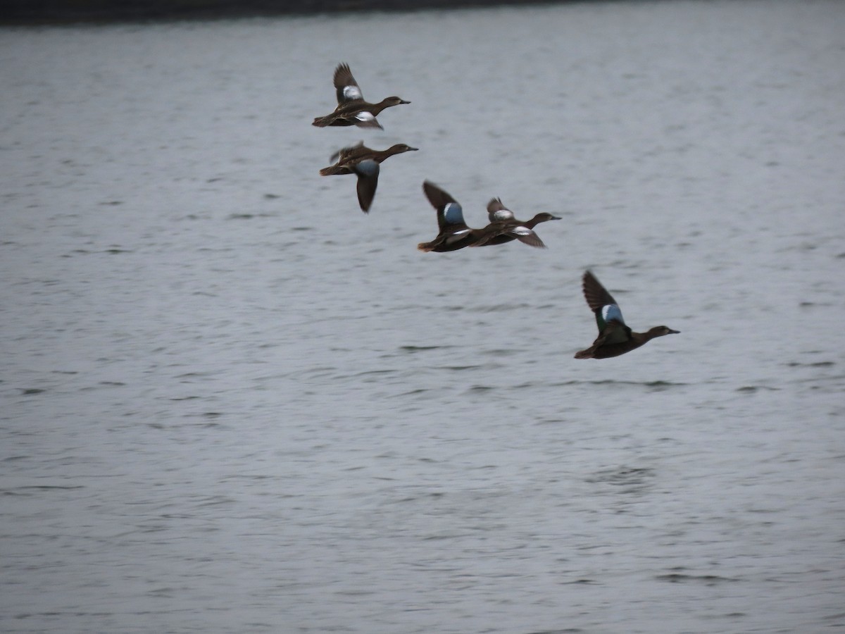 Blue-winged Teal - ML624238652