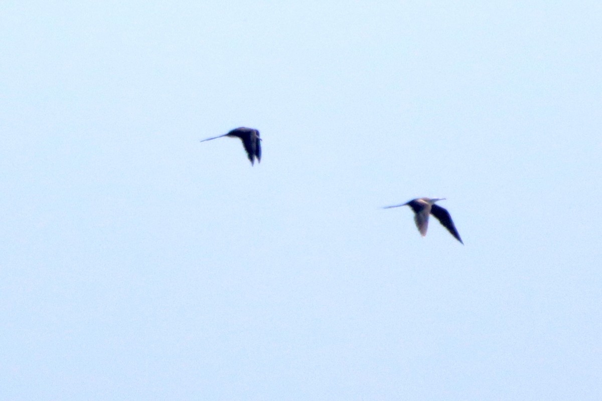 Magnificent Frigatebird - ML624238706