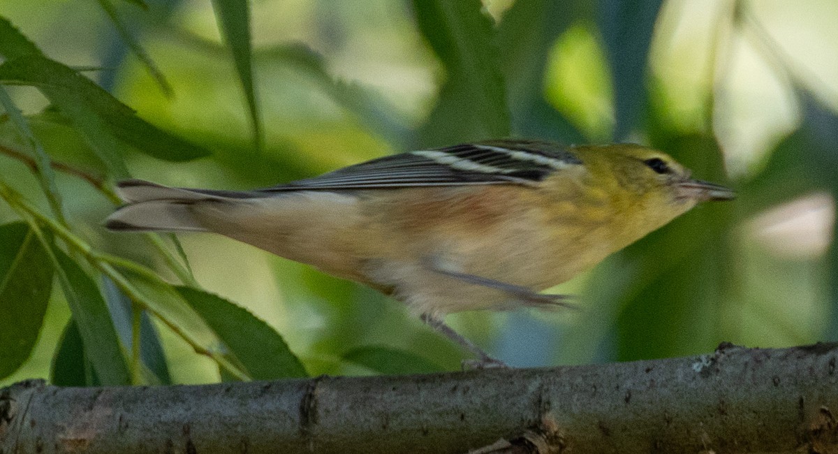 Bay-breasted Warbler - ML624238744