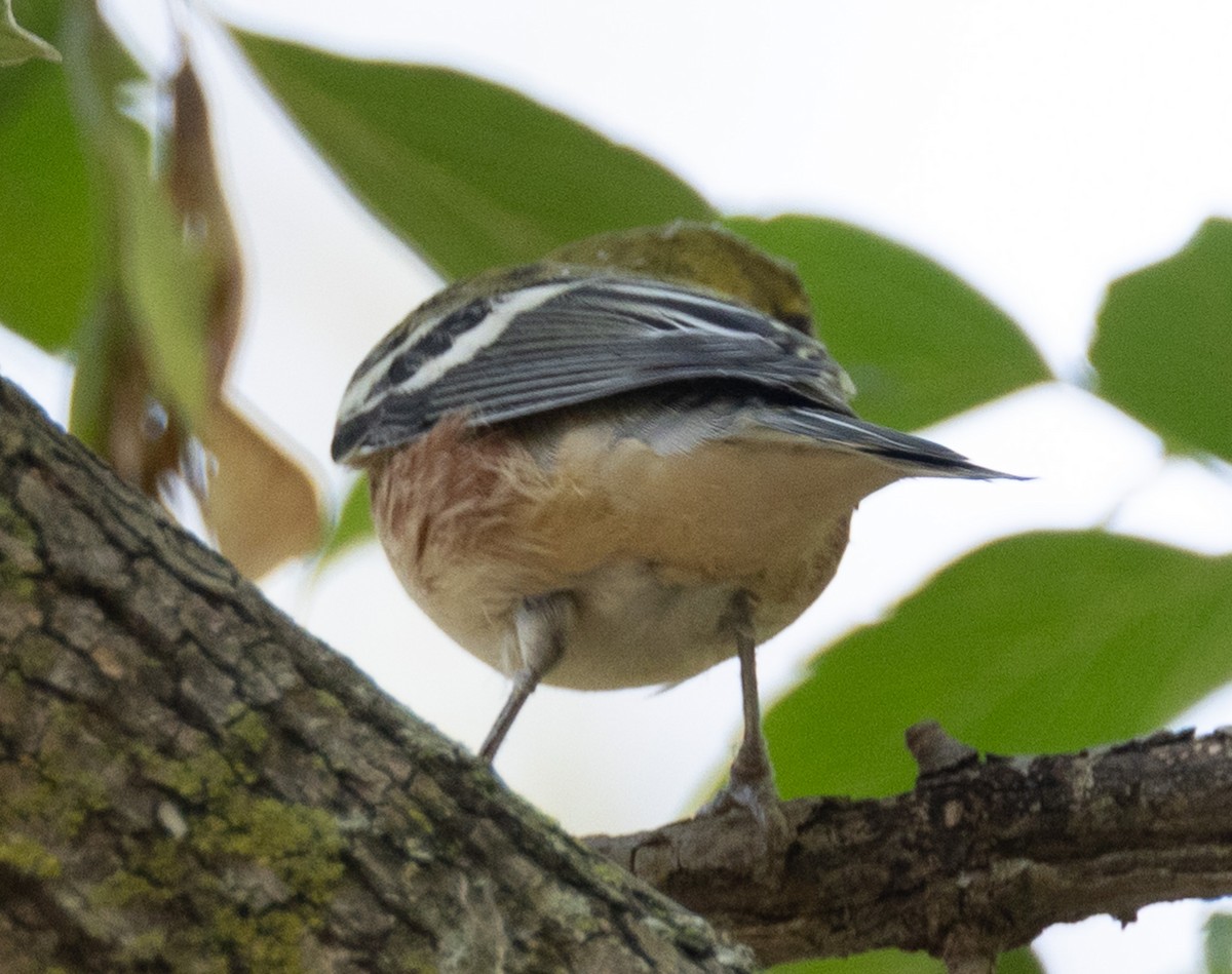 Bay-breasted Warbler - ML624238745