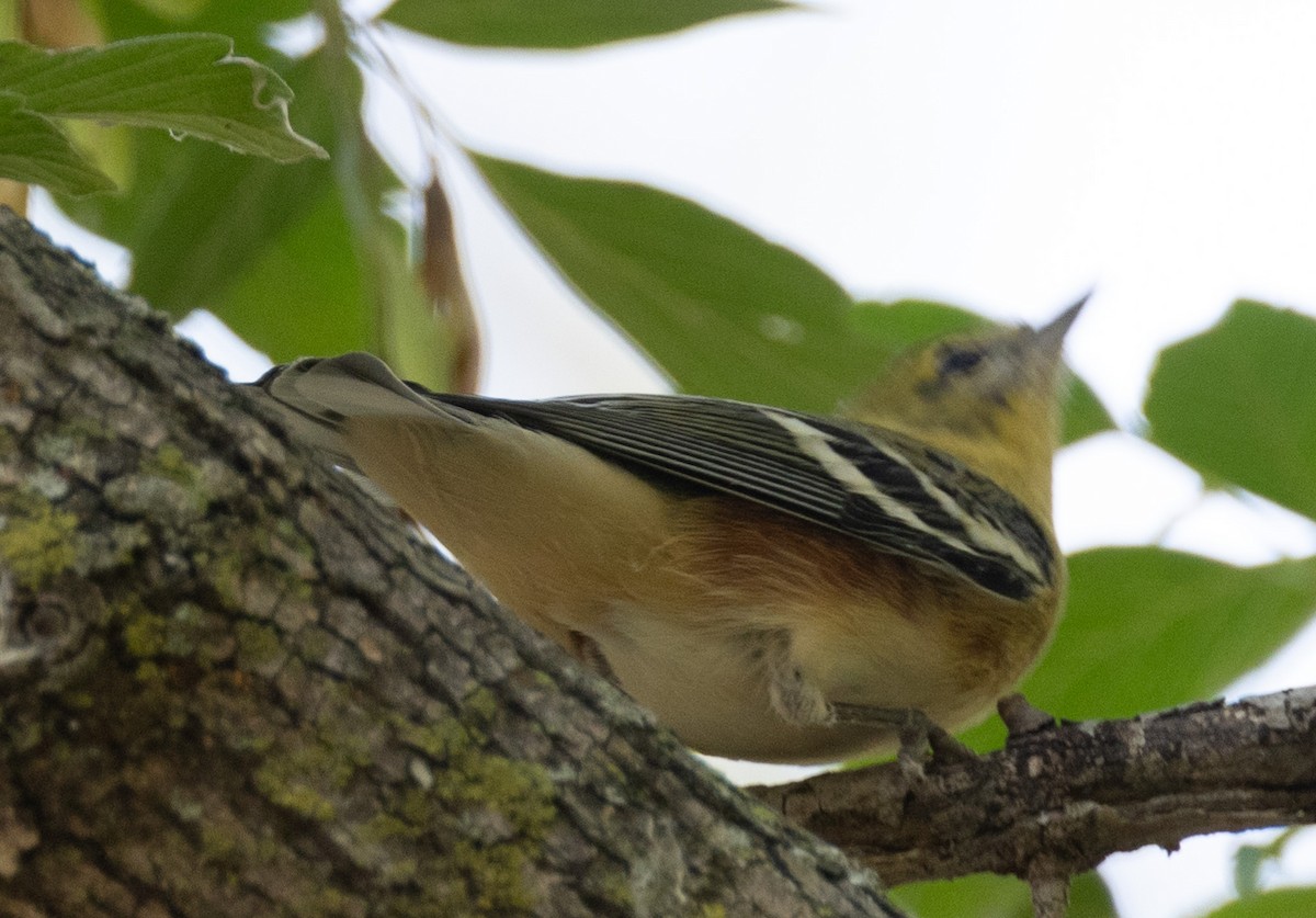 Bay-breasted Warbler - ML624238746