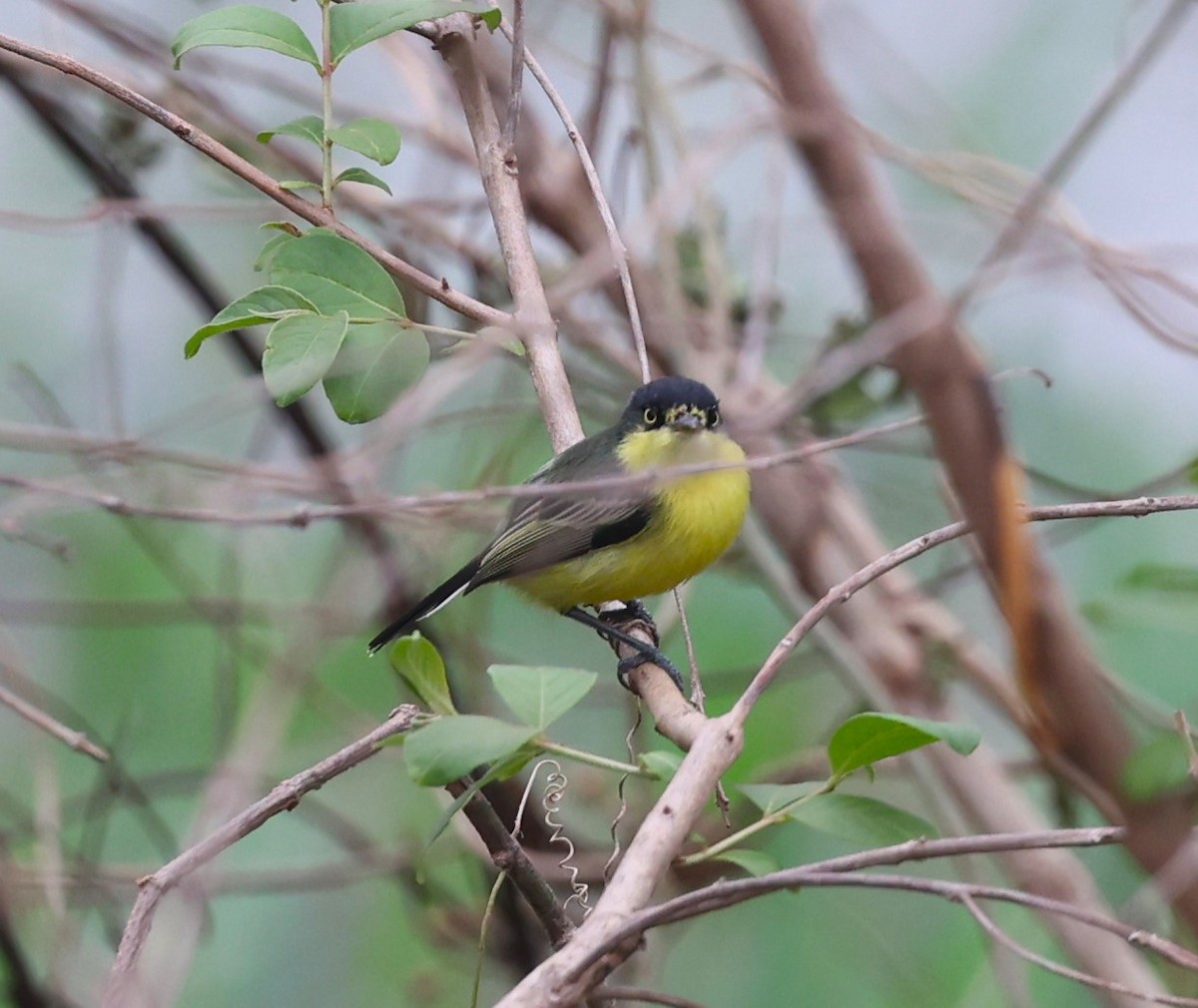 Common Tody-Flycatcher - ML624238768