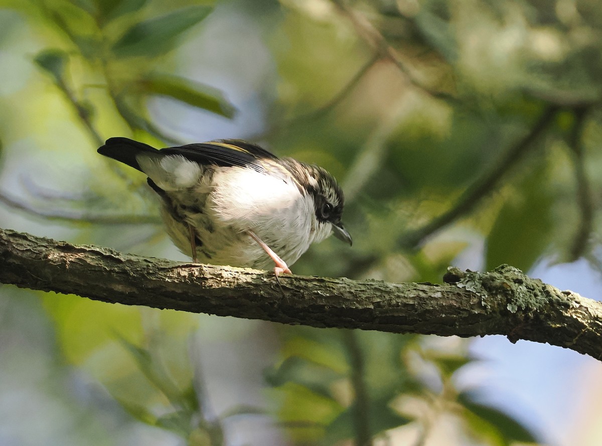 Pied Shrike-Babbler - ML624238773