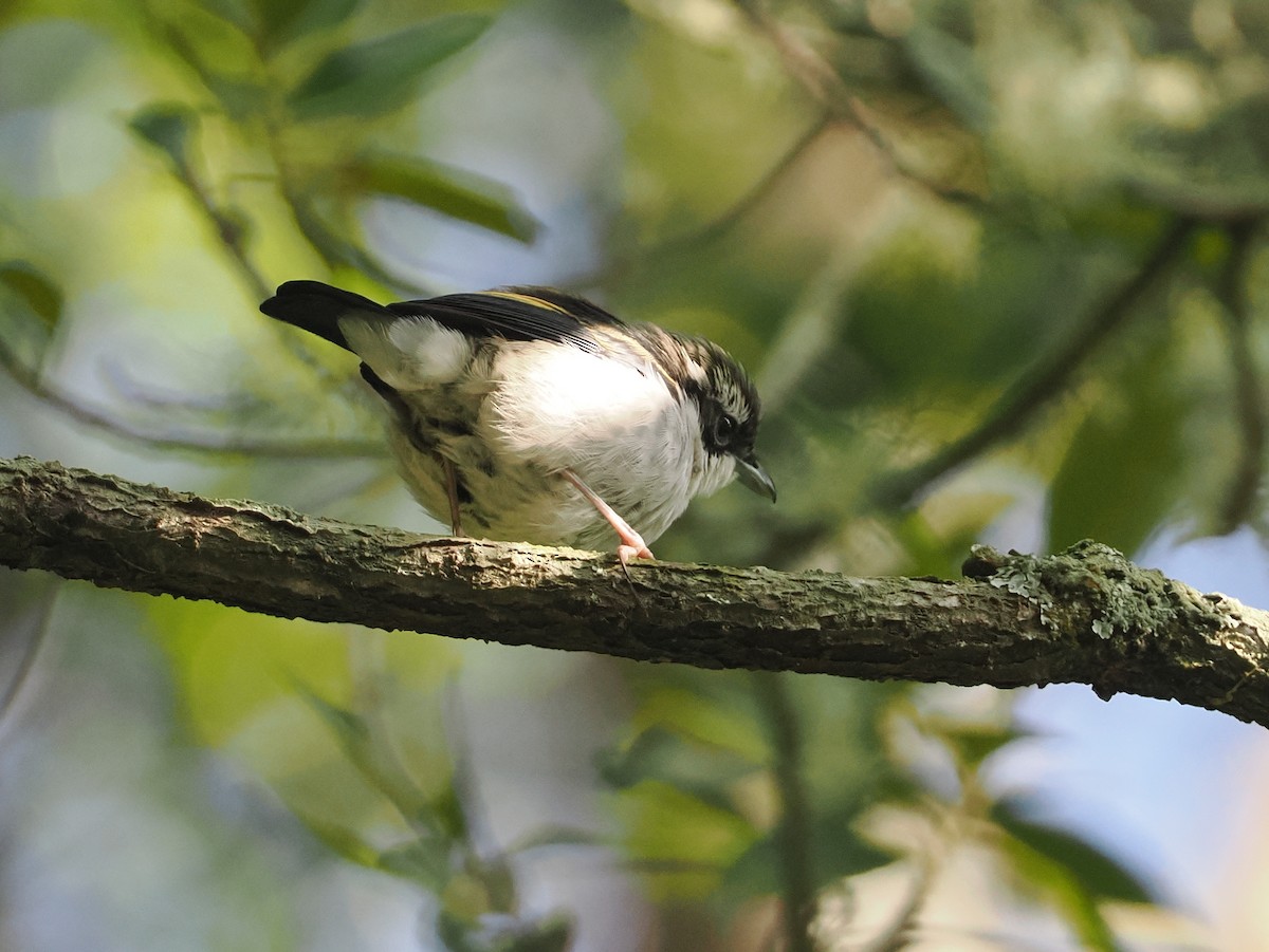 Pied Shrike-Babbler - ML624238783