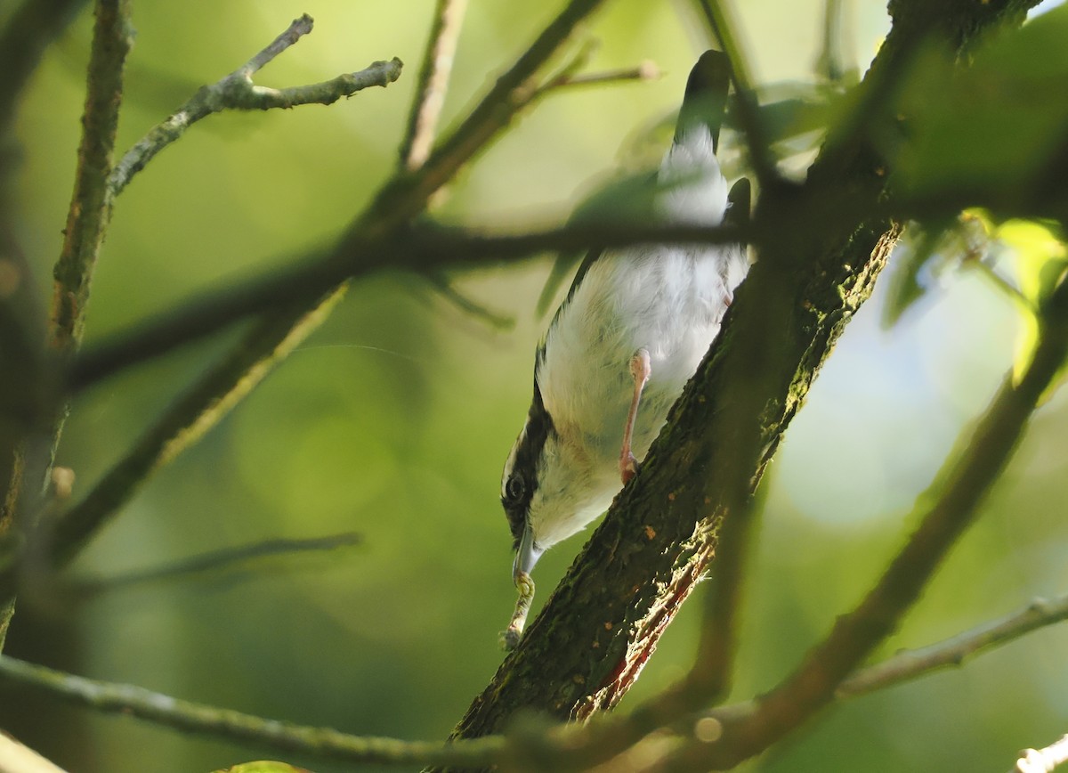 Pied Shrike-Babbler - ML624238800