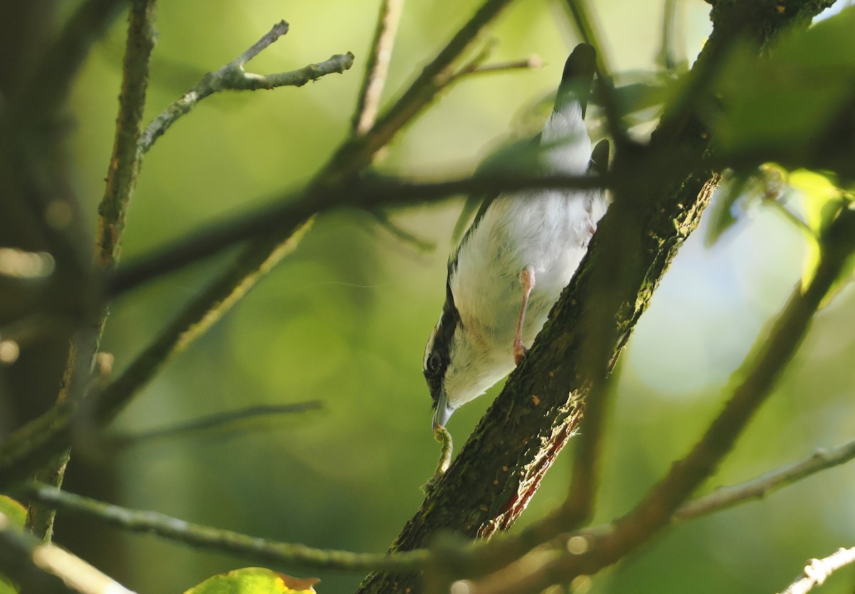 Pied Shrike-Babbler - ML624238815