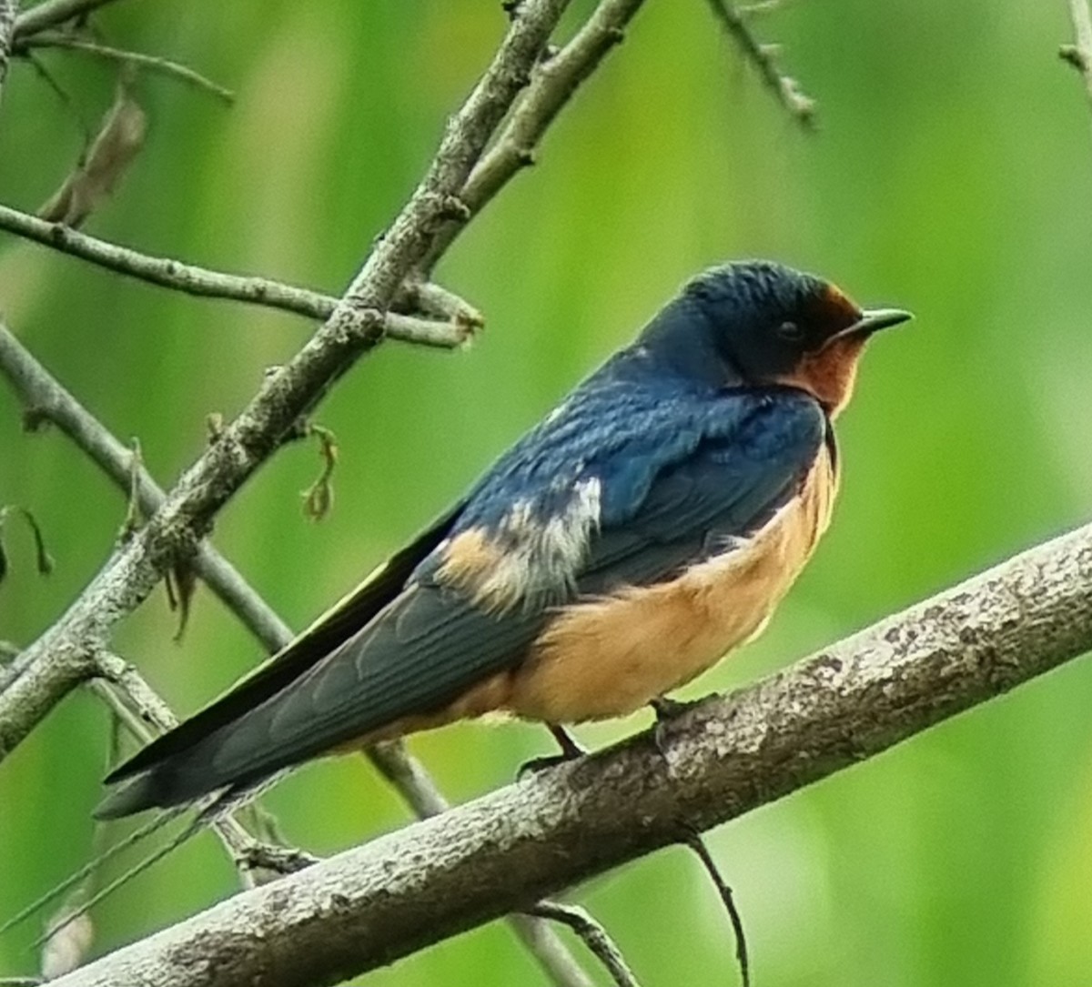 Barn Swallow - ML624238843