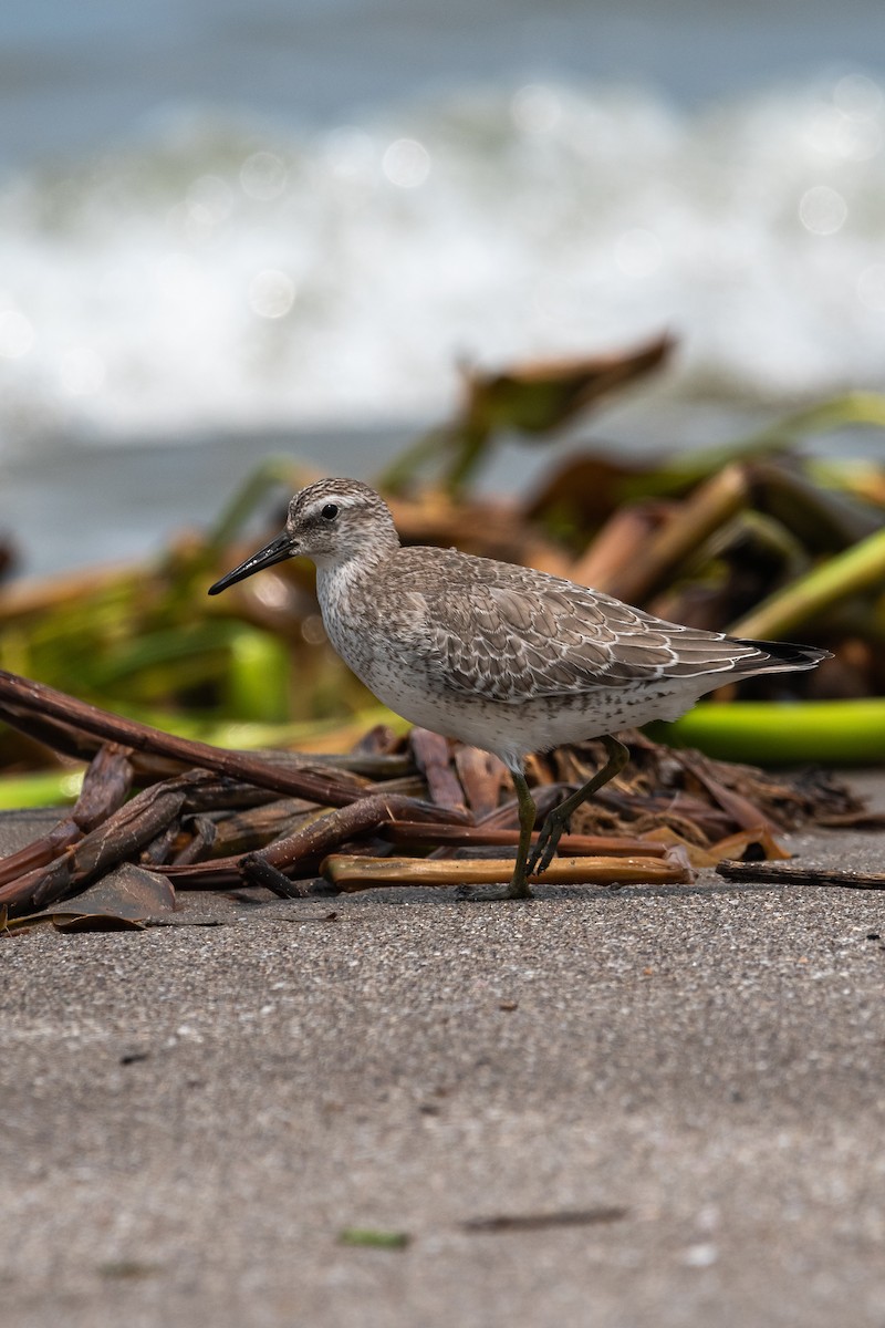 Red Knot - ML624238938