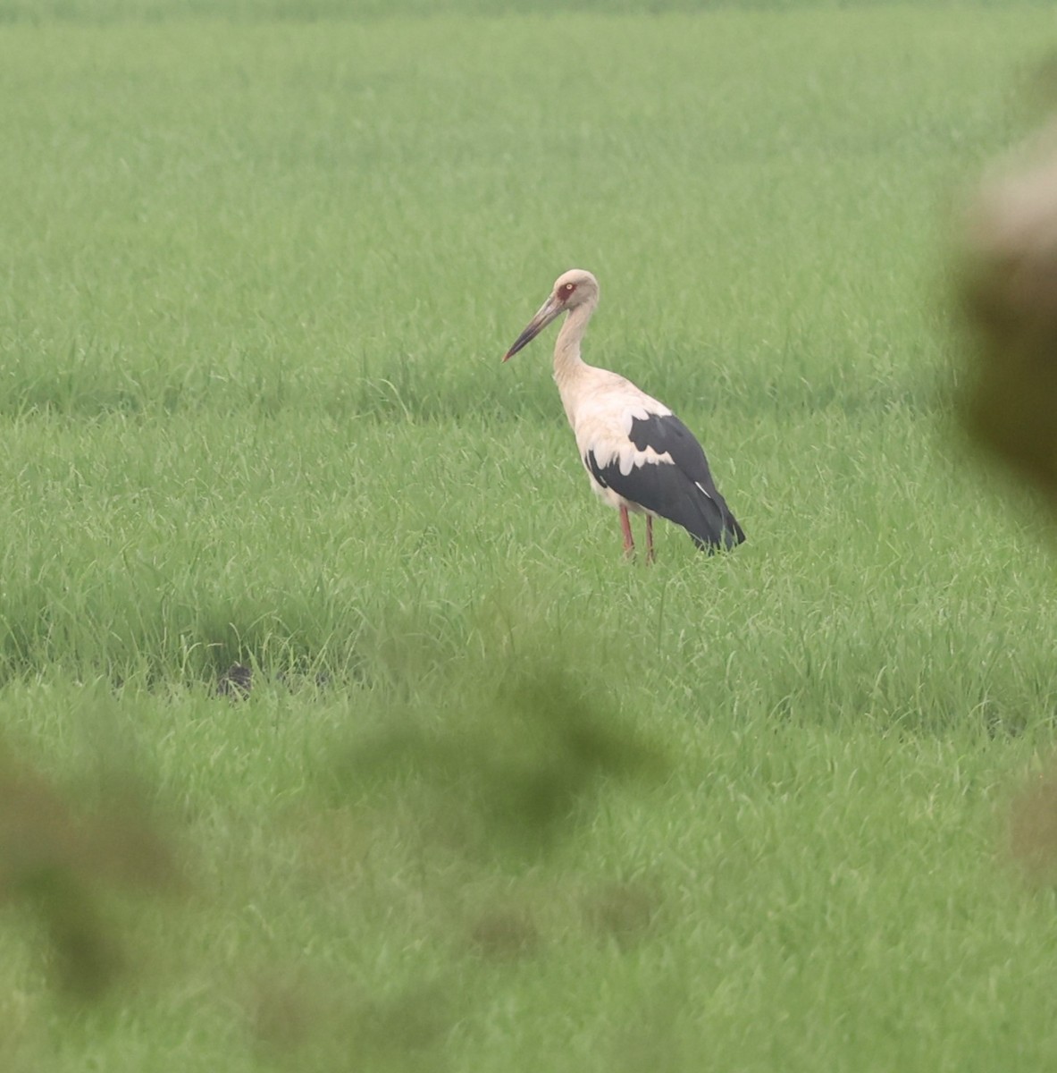 Maguari Stork - Dawn Lloyd