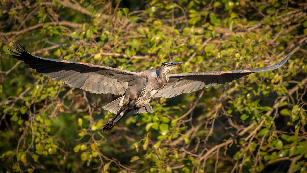 Great Blue Heron - ML624239089